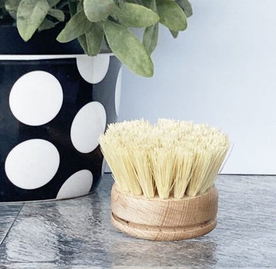 Dish Wash Brush Replacement Head - Wasteless Pantry Bassendean